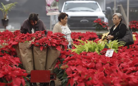 Celebración. Varias personas compran las flores para alegrar la Navidad.