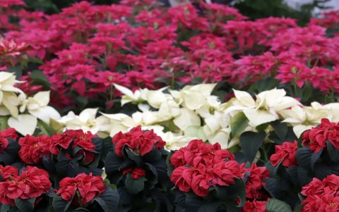 Los hogares mexicanos se llenarán de alegría y color en estas fiestas decembrinas con la tradicional flor de nochebuena, producida en el municipio de Atlixco.