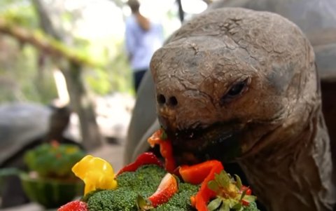 Árboles de Navidad hechos con frutas fueron parte de los regalos para las tortugas.