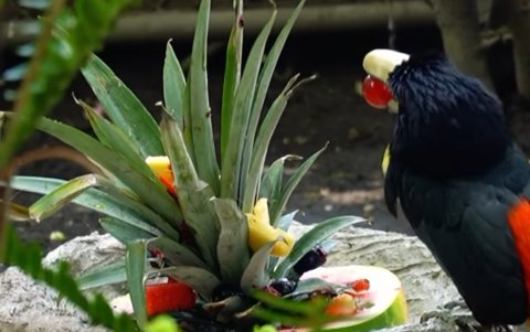 Las aves sacaron con sus fuertes picos los bombillos de su particular árbol de Navidad.