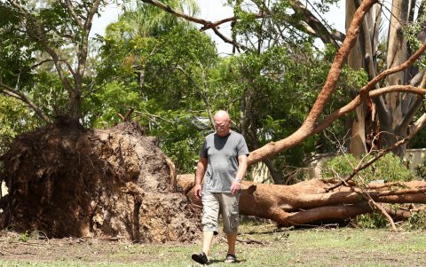 Una persona camina en una zona afectada por la caída de árboles.