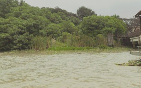 El manglar se lo puede divisar desde el parque histórico