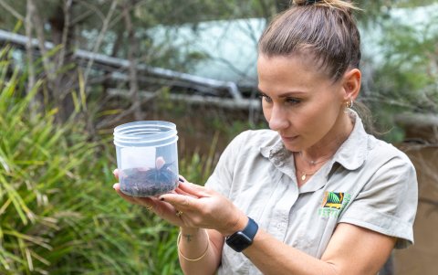 Los responsables del Parque de Reptiles de Australia en Nueva Gales del Sur afirman que es la araña macho 'Atrax robustus' más grande que han recibido, por lo que la han bautizado como Hércules.