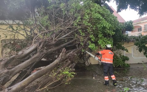 En la imagen, uno de los árboles que se desplomaron durante la lluvia.