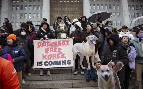Seúl. Varios simpatizantes se reúnen a favor de la nueva ley contra el consumo de perro