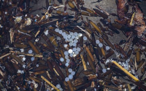 Pellets. Son bolitas de plástico que se usan como materia prima,