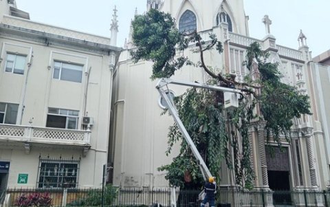 La fuerza del agua provocó la caída de varias ramas de este árbol tras la lluvia del 12 de enero.