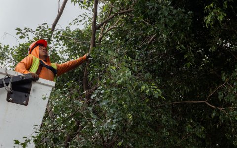Los trabajos son de mantenimiento y apuntan a prevenir que, tras otro aguacero, más árboles se desplomen.
