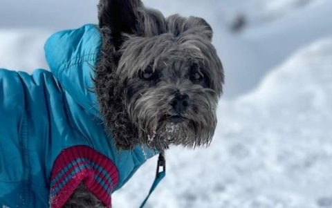 Yoda en los Alpes suizos