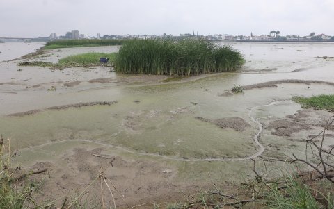 Situación. Los patillos se encuentran ya sea en el playón o la maleza del área.