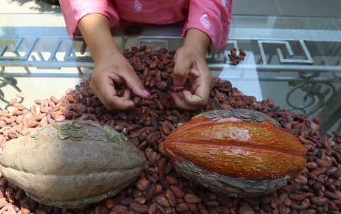 Hay plantas como la de cacao con la capacidad de absorber metales pesados como el cadmio.