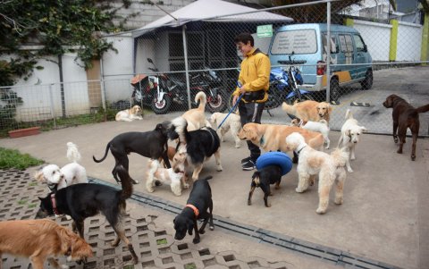 En las guarderías hay espacios para que las mascotas jueguen, están guiados por personal especializado que los entrenan.