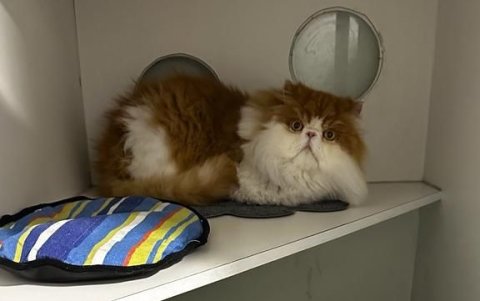 Ahora los gatos tienen un espacio adecuado con cuidados mientras sus dueños trabajan o están de viaje.