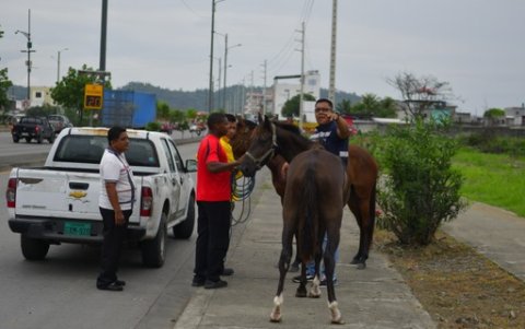 En el sitio también encontraron dos caballos y un gato en estado de abandono.