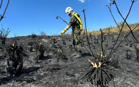 Un soldado que revisa los frailejones afectados por un incendio forestal cerca al páramo de Berlín en el nudo de Santurbán, en Santander (Colombia).