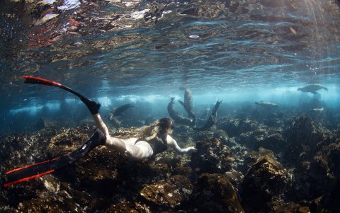 Carrera buceando en un arrecife junto a lobos marinos.