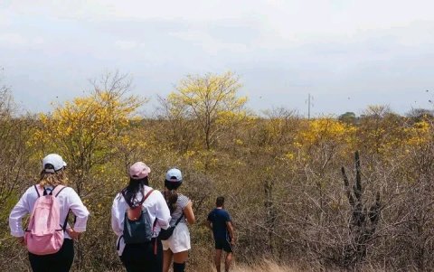 Los visitantes recorren el  sendero de los guayacanes, una reserva de estos árboles que se han adaptado al suelo rocoso.