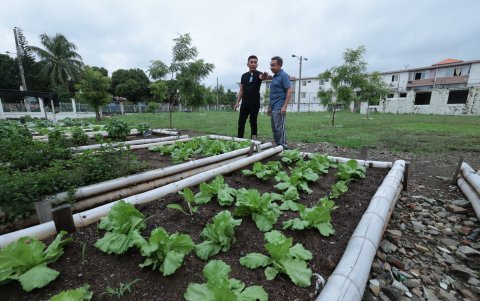 2. Soluciones. Los vecinos de la 11.ª etapa tienen un huerto donde cultivan varios alimentos. Ellos sugieren que esta actividad se replique en toda la ciudadela.