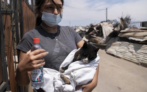 Una joven sostiene a un gato herido por los incendios, hoy en el sector de Achupallas, afectado por incendios forestales de Viña del Mar, Región de Valparaiso (Chile).