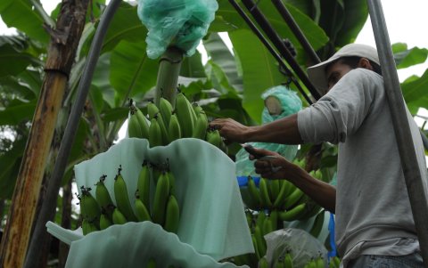 Imagen de controles de Agrocalidad en las bananeras.