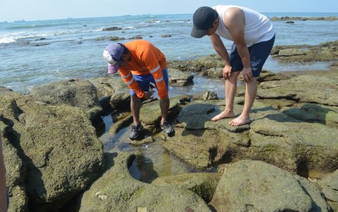 A los turistas les entretiene buscar conchas que luego terminan en un ceviche
