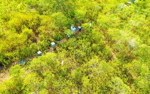 A mayor número de plantas que florezcan en cada finca, es mejor la producción de miel.