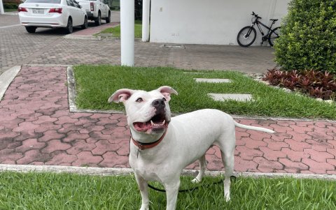 Billy es un perro que fue rescatado de condiciones precarias.