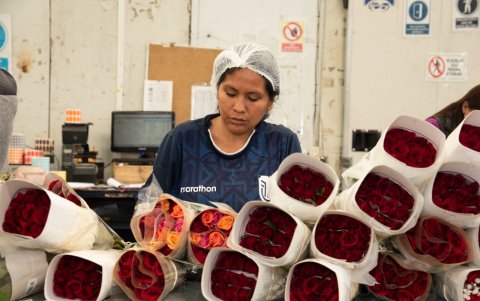 El 80% de la mano de obra de las florícolas en el Distrito Metropolitano está conformado por mujeres, gran parte de ellas, jefas de hogar.
