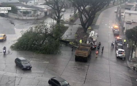 Efecto. Un árbol caído en el norte de Guayaquil.