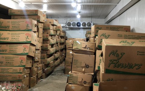 Los cuartos fríos están completamente llenos por cajas de claveles que debían ser exportados a Rusia.