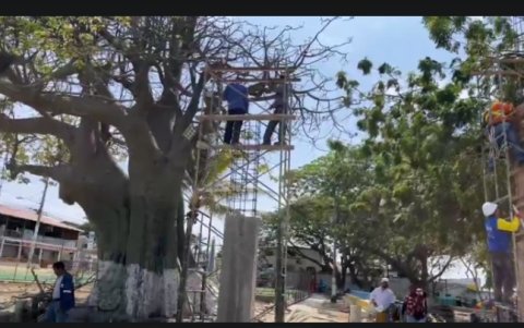 Instante en el que se empezó a talar el ceibo el pasado 14 y 15 de febrero.