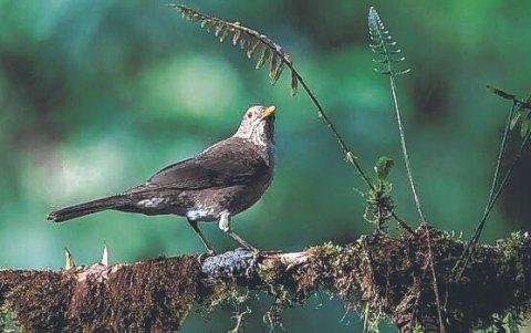 El Chocó Andino tiene una extensión aproximada de 286.000 hectáreas.