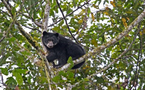 Un promedio de 25 osos andinos se pueden avistar durante la temporada. Estos llegan a la localidad en busca de aguacates silvestres.