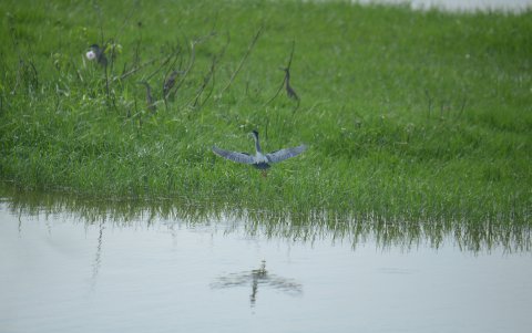 Fauna. Varias especies de aves habitan en esta área ubicada en el vial 1 de la parroquia dauleña La Aurora.