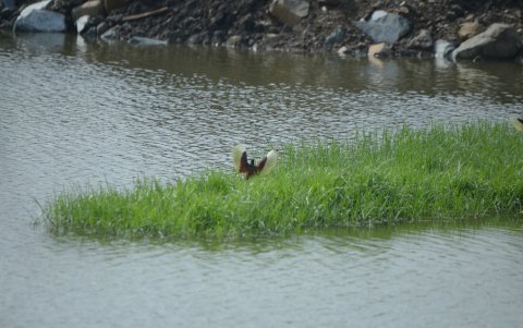 Área. Ambientalistas piden la remediación al relleno de este espacio.