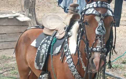 En la imagen uno de los caballos que fue robado y faenado.