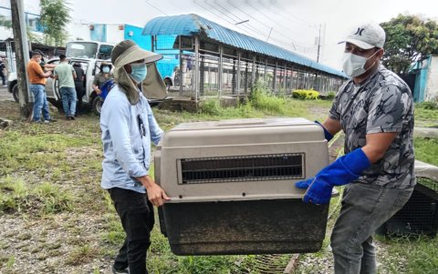 Guayas. Equipo de Bienestar Animal llegó hasta el centro carcelario para retirar a los caninos hallados por el SNAI.