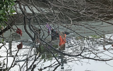 Basura. Desechos plásticos se evidencian en el manglar a diario. No bastan los trabajos de recolección.