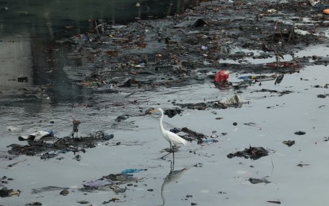 Fauna. El estero alberga decenas de especies de aves en sus ramales.