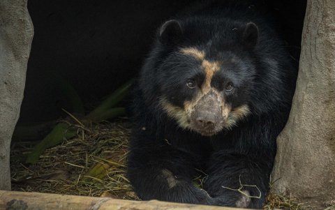 Fotografía cedida por el Zoológico de Guallabamba que muestra a Tupak, un ejemplar adulto de oso andino (tremarctos ornatus), especie en peligro de extinción, en Quito (Ecuador).