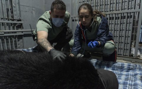 Este oso de anteojos, como también se le conoce a esta especie, se encuentra temporalmente acogido en el Zoológico de Quito, en Guayllabamba.