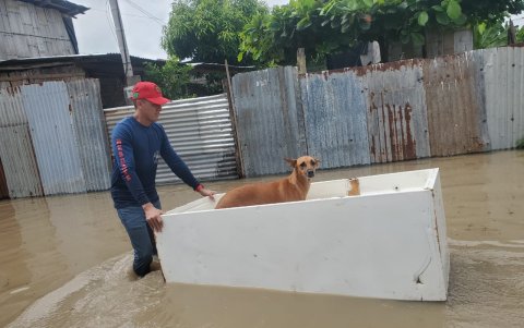 Rescate de un perro, en Palestina.