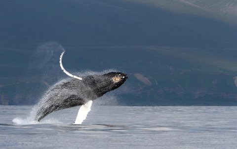 Ballena jorobada brincando cerca de la isla de Bering, Kamchatka. Crédito: Olga Filatova, Universidad del Sur de Dinamarca.