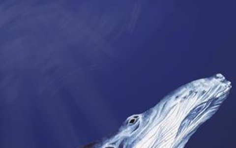 Pintura de ballena jorobada indicando los cartílagos de la laringe.