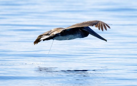Un pelícano vuela en las aguas del Golfo Dulce, el 25 de febrero de 2024 en Golfito