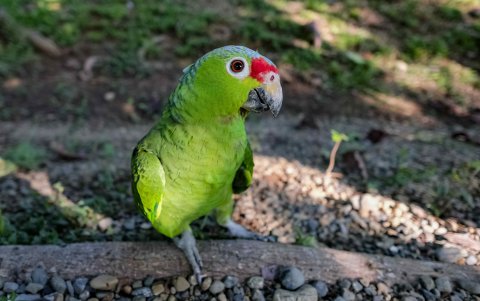 El rico ecosistema del golfo también lo ha convertido en un santuario mundial