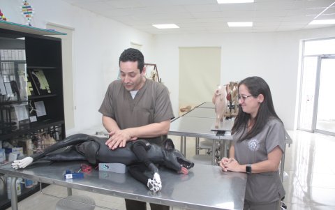 Práctica. Los estudiantes aprenden RCP, aplicar inyección en los laboratorios