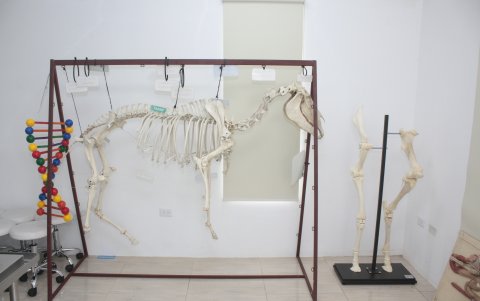 Muestra. Los estudiantes armaron el esqueleto de un caballo.