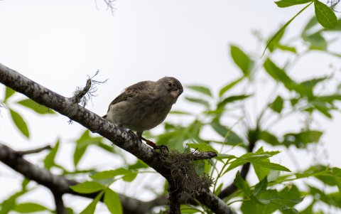Floreana. Varios pájaros pinzones comen en un área de cría.