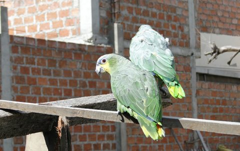 Ave.- Los loros son parte de las especies que traficantes sacan de su hábitat para vender.